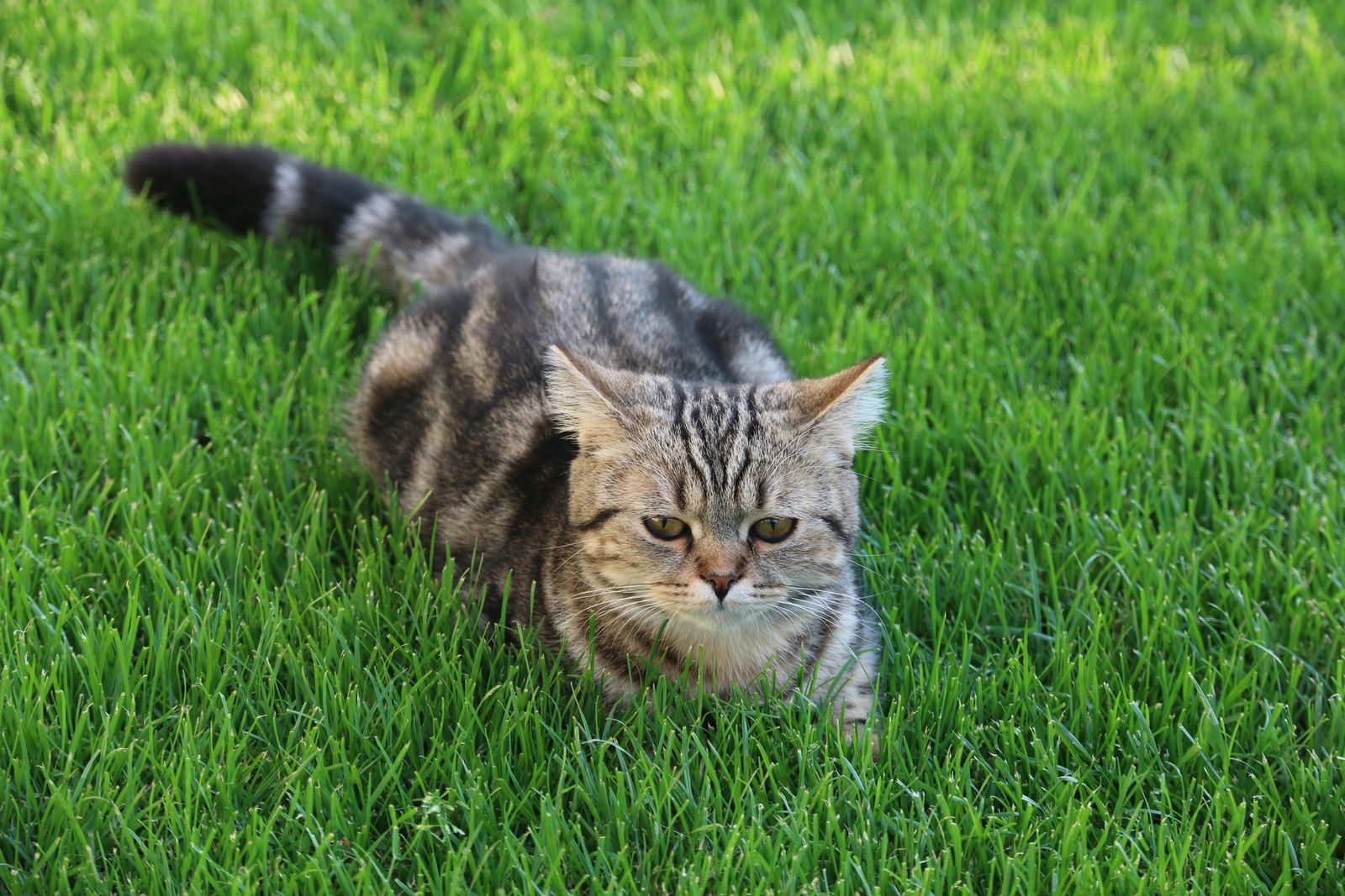 MILLI